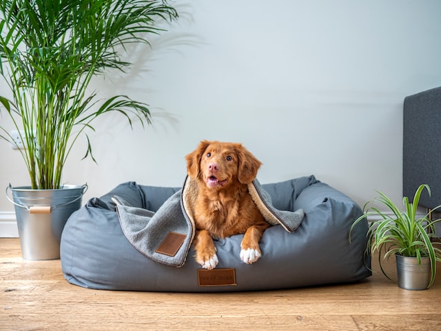 a dog sitting on a grey dog bed